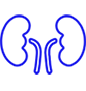 kidney icon